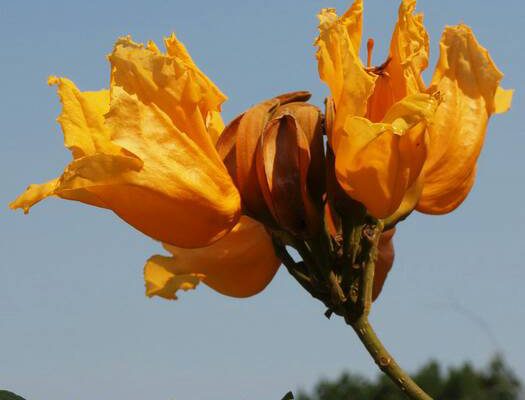 แคสีทอง (African golden tulip tree)
